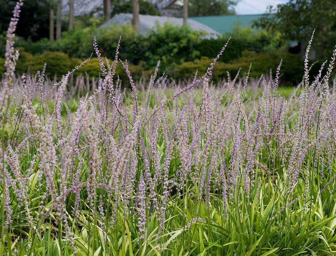 長花ヤブラン